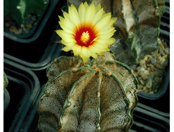 Astrophytum capricorne v.major PP - 10 семян