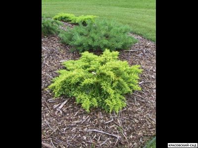 Можжевельник Даубс Фростед - Daub`s Frosted