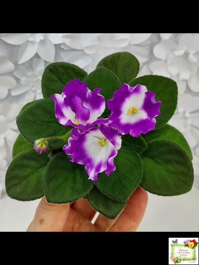 SimSim Magic Bells (Alex Mayer) (лист посажен 07.10.25)