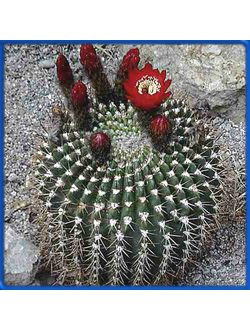 Lobivia bruchii P 40