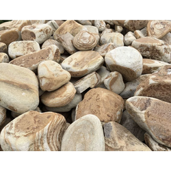 Бут галтованный