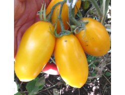 Томат Французская ледяная сосулька