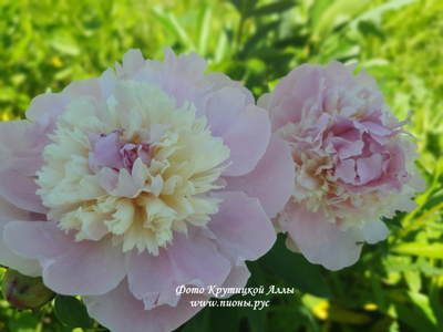 Пион Весенний (Vesennij)