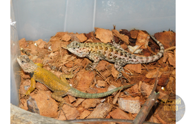 Игуана заборная малахитовая, Sceloporus malachiticus