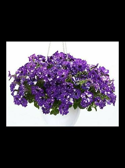 ПЕТУНИЯ АМПЕЛЬНАЯ НОЧНОЕ НЕБО НАЙТ СКАЙ В КАШПО 4 ЛИТРА