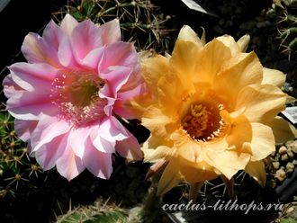 Echinopsis hybrid `Zoluschka` x Echinopsis hybrid `Alladin` - 5 семян