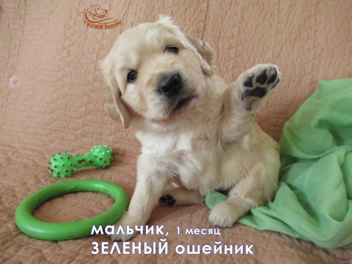 РЗ Пилигрим, мальчик зеленый ошейничек, 1 мес