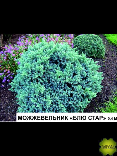 Можжевельник чешуйчатый "Блю Стар"