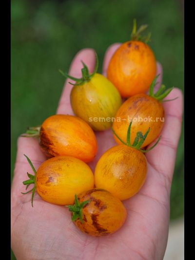 Томат Atomic Sunset (Атомный Закат), 10 шт