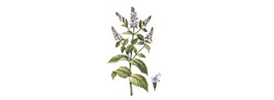 Ополаскиватель для полости рта с антибактериальным, противовоспалительным и ранозаживляющим действием Antibacterial, PresiDENT, 250 мл.