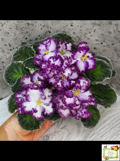 АВ-Навсегда (Фиалковод) 2021 г. (лист посажен 03.11.25)