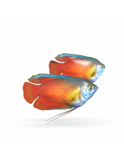 рыбы Гурами медовый