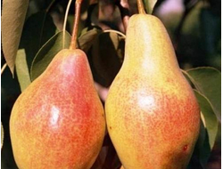 Талгарская красавица (груша), 2года, ЗКС