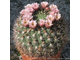 Gymnocalycium saglionis (D=40mm)