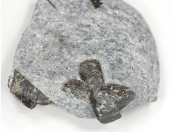 Ставролит, сросток кристаллов "косой крест" на сланце, Россия, Кольский п-ов (50*42*15 мм, 37 г) №26074