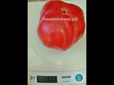 Томат Пандероза розовый Хендерсона (Henderson's Pink Ponderosa)