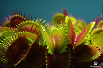 Венерина Мухоловка, Дионея Мусципула (Dionaea muscipula). Купить Хищное растение Дионея в Украине.