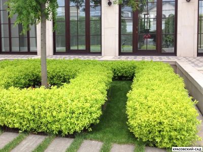 Живая изгородь из спиреи японской