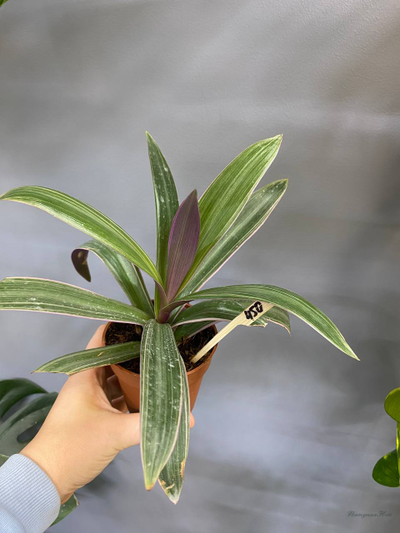 Традесканция