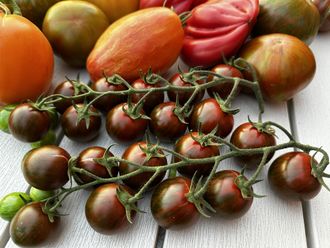 Ciliegino nero di turchia (Черная вишня Турции)