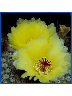 Notocactus scopa v. candicans