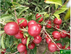 СВГ "Гайовата"