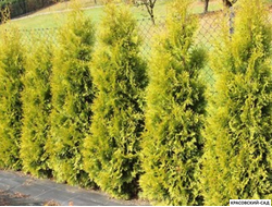 Туя Салланд - Salland