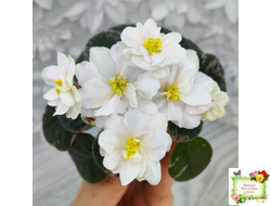 Golden Eye (S. Sorano)