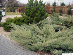 Можжевельник виргинский Грей Оул - Grey Owl