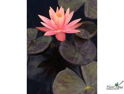 Нимфея Пракайсад