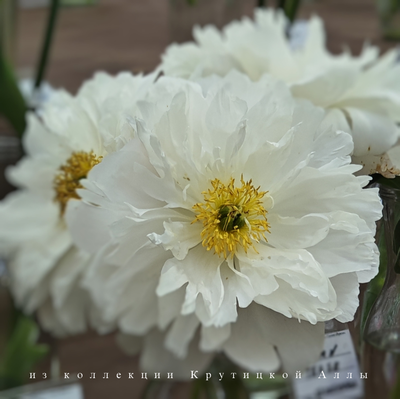 Пион Miss America (Мисс Америка)