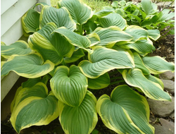 Хоста Fragrant Dream, C2