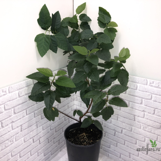 Ficus Fred Boutin / фикус фред бутин