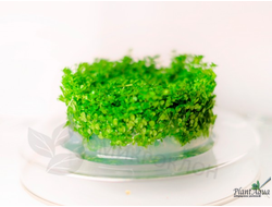 MICRANTHEMUM TWEEDIEI "MONTE CARLO"/ МИКРАНТЕМУМ "МОНТЕ КАРЛО" (меристемный)