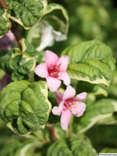 Вейгела Карикатура - Caricature