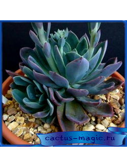 Echeveria 'Blue Prince'