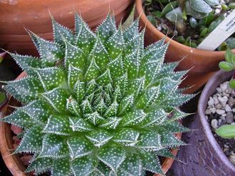 Aloe aristata (Алое остистое)