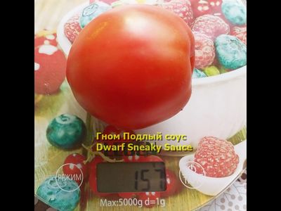 Томат Гном Подлый соус Dwarf Sneaky Sauce)