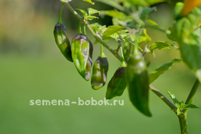 Перец острый Limon, 10 шт