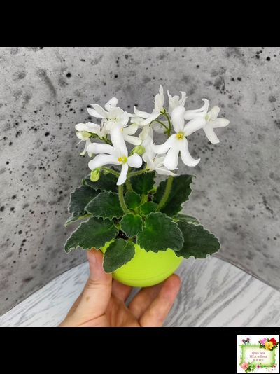 Lunar Lily white (Лунэ Лили уайт) (селекционер неизвестен)