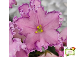 Nik-Хмельное Лето (Н. Булко) 2022 г.