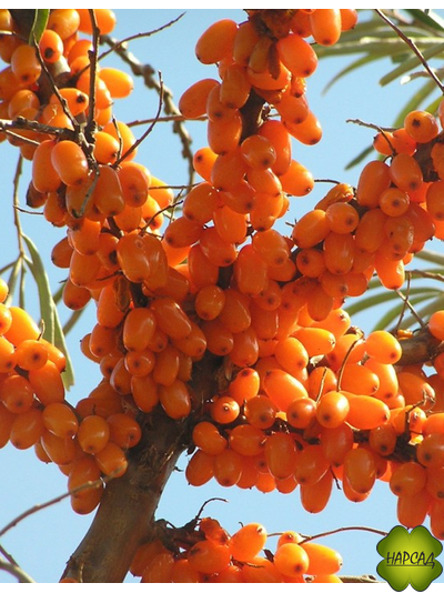 Облепиха плодовая "Елизавета" (безшипая, крупная и вкусная) (саженец 2,5 года)