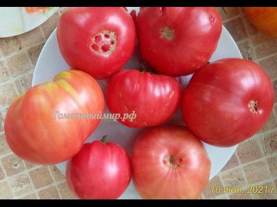 Томат Настоящий Бельмонте из Калабрии (Belmonte vero Calabro, Italy)