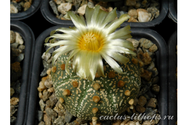 Astrophytum asterias hybr.