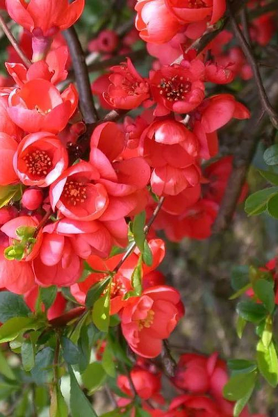 Айва (Хеномелес прекрасный) Rubra