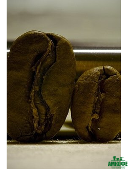 Марагоджипы