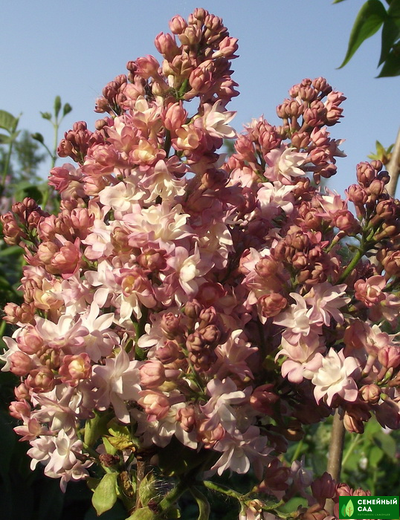 Сирень «Федерико Гарсиа Лорка»