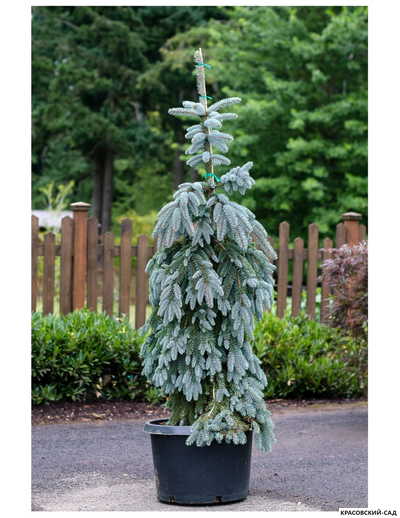 Ель Глаука Пендула - Glauca Pendula