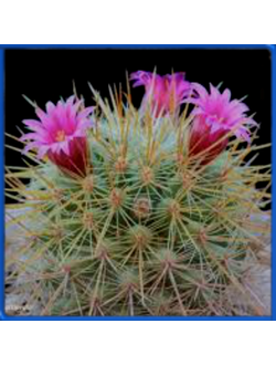 Mammillaria rekoi v. aureispina L 1055