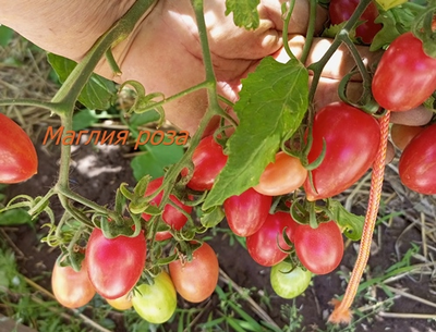 Томат Маглия роза (Maglia rosa)